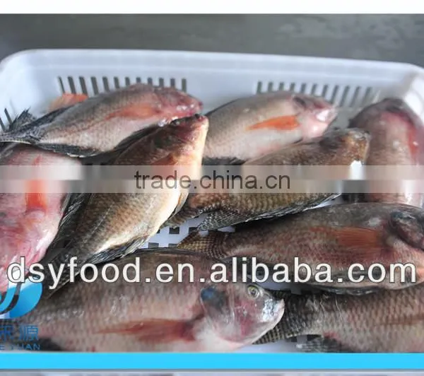 WR Frozen Black Tilapia photo-2