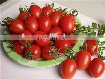 Tomato Paste Canned photo-3