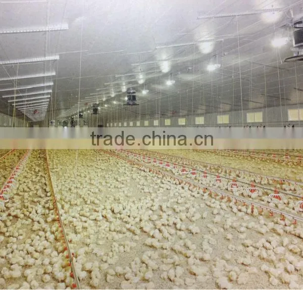 Automatic Environmental Controlled Chicken Farms Construction photo-4