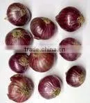 Fresh Onion photo-4