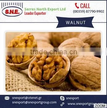 High Quality Top Selling Walnuts at Very Low Range