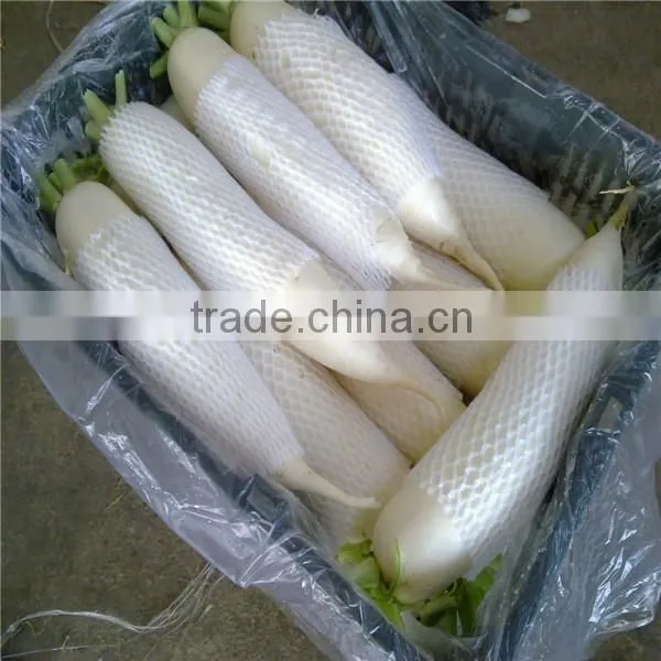 Fresh Vegetables Fresh Raddish Exporter photo-4