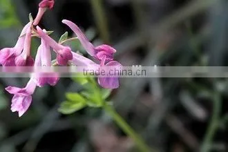 GMP Kosher Natural Corydalis Root Extract photo-2