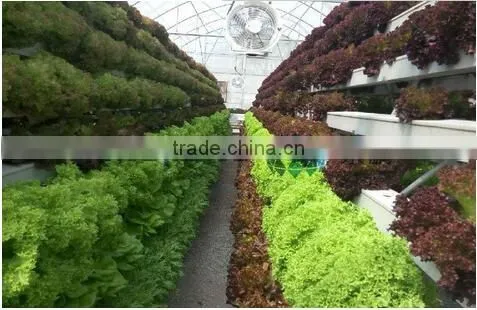 Glass Greenhouses photo-2