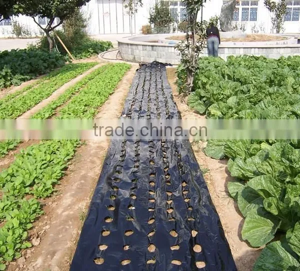 Plastic Agricultural Perforated Film With Holes for Seeding Growth photo-4