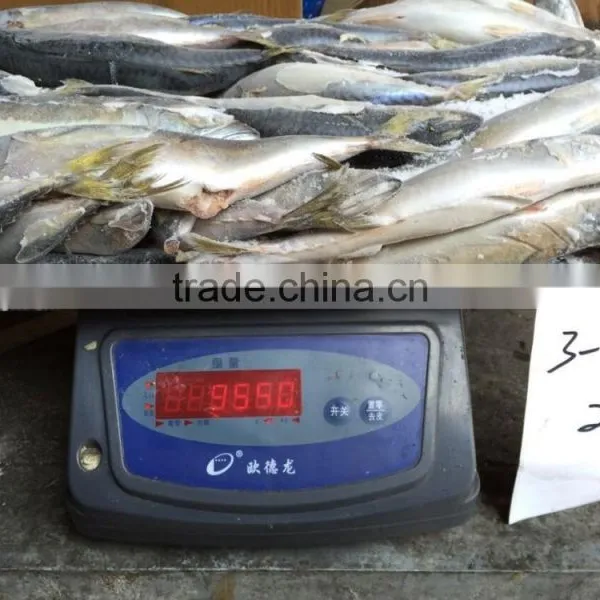 Frozen Pacific Mackerel photo-4