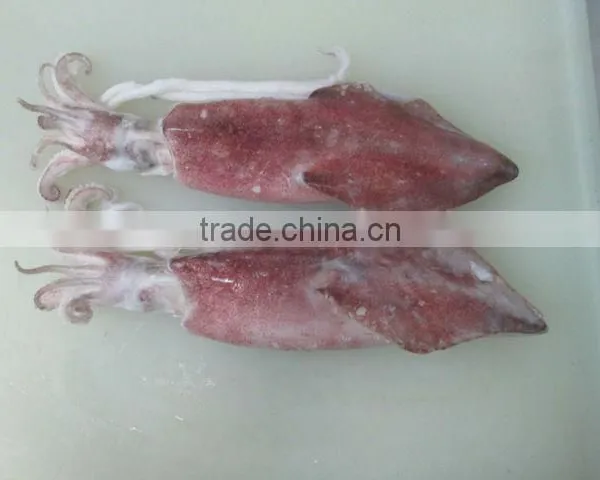 Squid photo-4