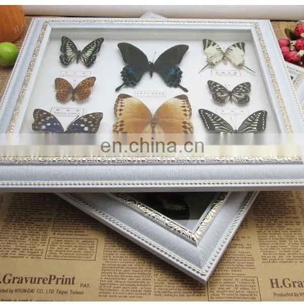 Real Butterfly Mounted in Frames - Decoration & Gifts photo-4