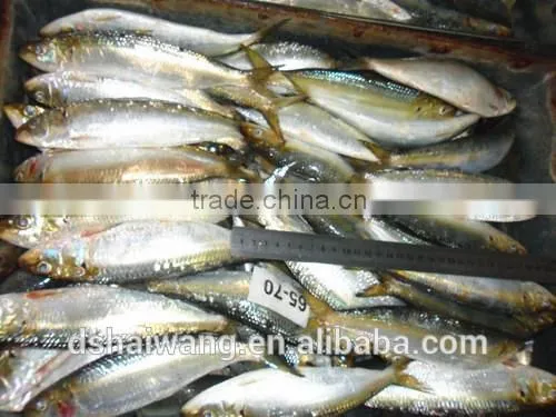 Frozen Sardine for Bait With Size 60 - 70 Pcs / 10kg Ctn photo-4