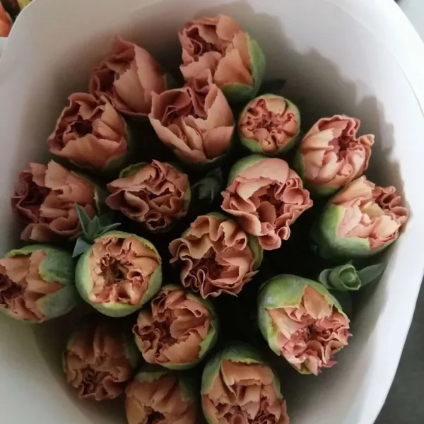 Fresh Cut Berry From China China Fresh Flower Supplier photo-3