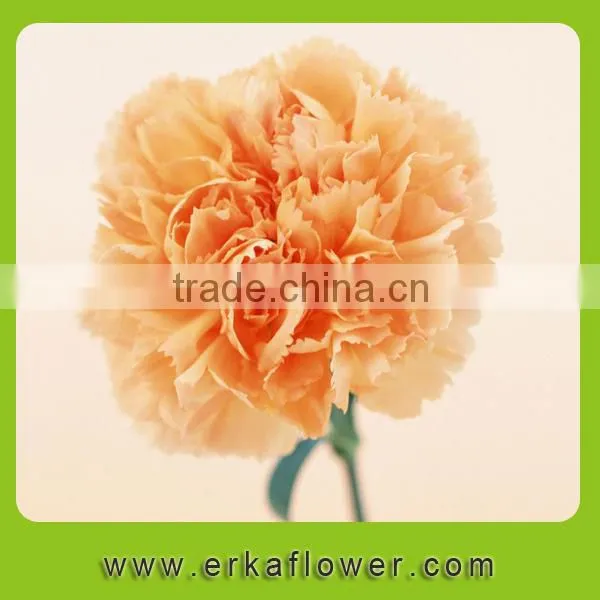 Diversified in Packaging New Coming Beautiful Fresh Carnation for Decoration photo-5