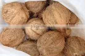 Semi Husked Coconuts