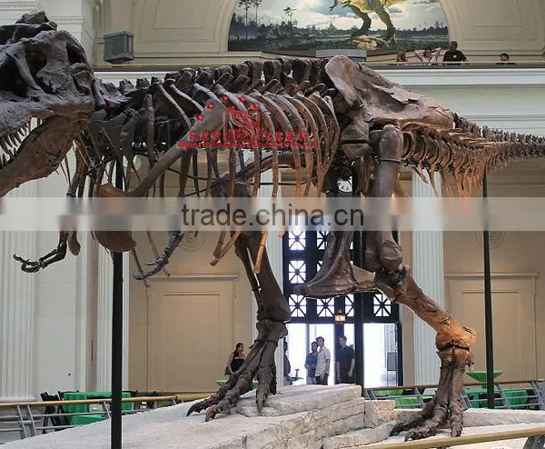 Artificial Dinosaur Skeleton Fossil for Museum