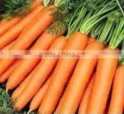 Fresh Carrot India/Fresh New Crop 2016 Carrot photo-4