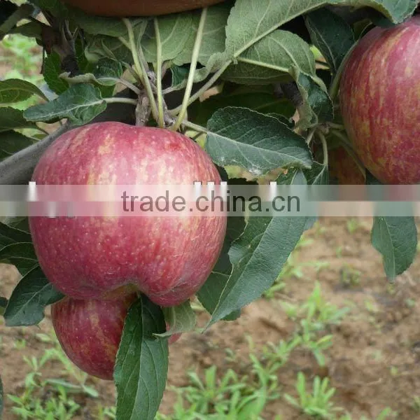 RED DELICIOUS APPLE 2015