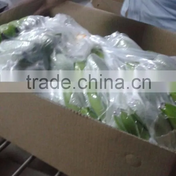 Green Fresh Cavendish Banana From India photo-2