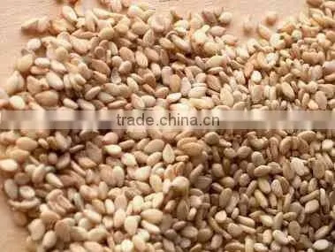Sesame Seed