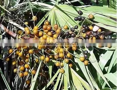 GMP Natural High Quality Saw Palmetto Extract/Saw Palmetto Extract Powder/Fatty Acid photo-3