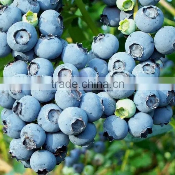 No Side Effects and Health Supplements Natural Pterostilbene Powder photo-3