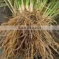MANUFACTURER OF VETIVER HAITI OIL photo-2