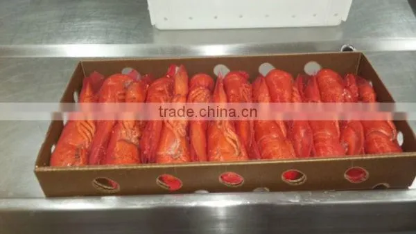 Frozen Cooked /raw Lobster photo-3