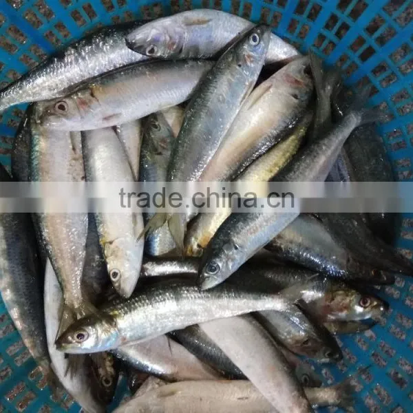 New Fish Sardine for Bait on Sale photo-3