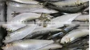 Frozen Fresh Sardine Fish photo-4