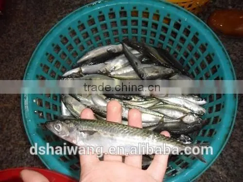 Frozen Pacific Mackerel for Sale With Size - 80g photo-5