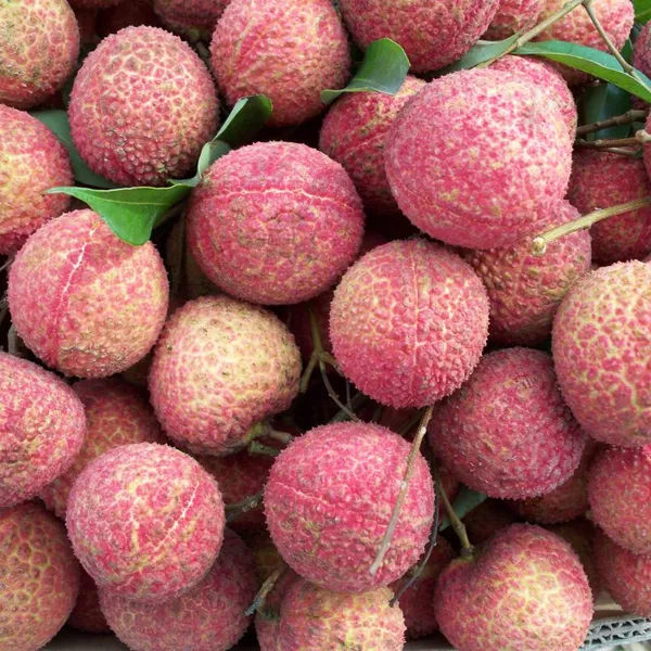 Lychee Fruit Trees With Grafting Fruit Trees Plants Japan Lychee King Korea Lychee for Oveaseas