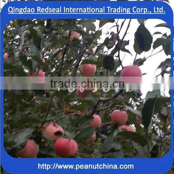 Bright Fuji Red Apple photo-2