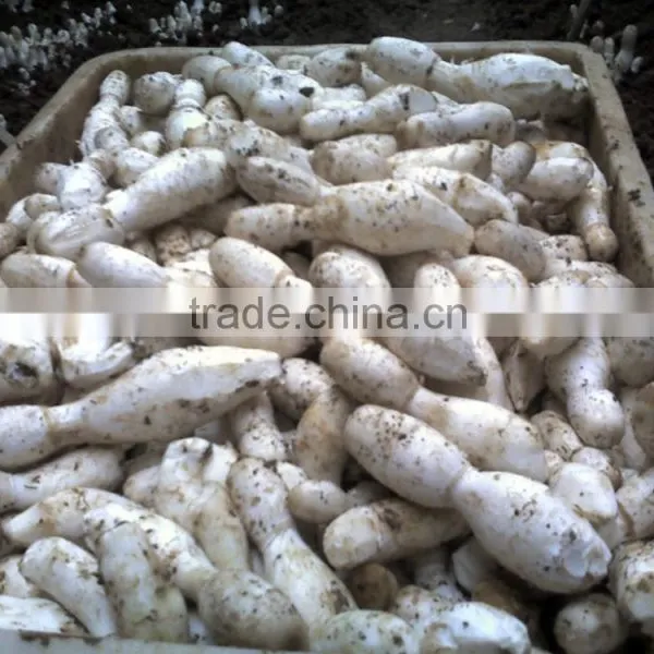 Dry Coprinus Comatus Mushroom China photo-4