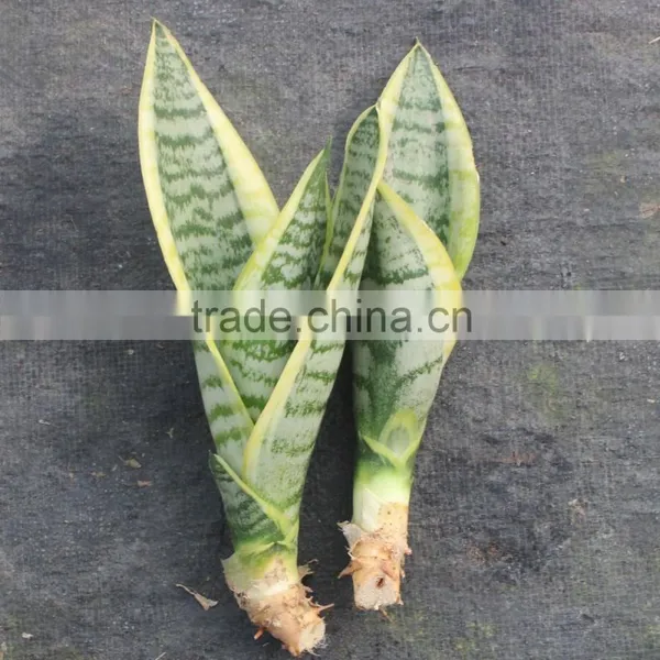 Kids Garden Plant- Sansevieria photo-2