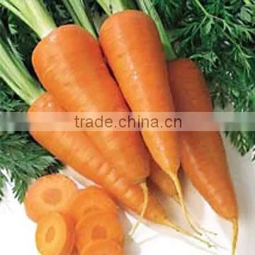 Fresh Carrot Size 80-150g photo-6