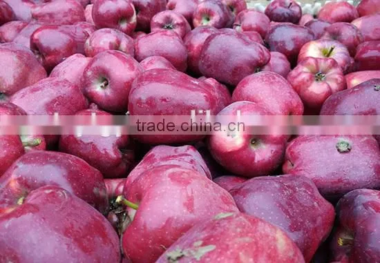 China Fresh Fruit Price for Export Fresh Huaniu Apple photo-5