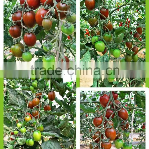 Hybrid Purple Cherry Tomato Seeds for Growing-Purple 101 photo-3