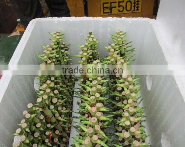 Pyramid Lucky Bamboo Dracaena Sanderiana photo-5