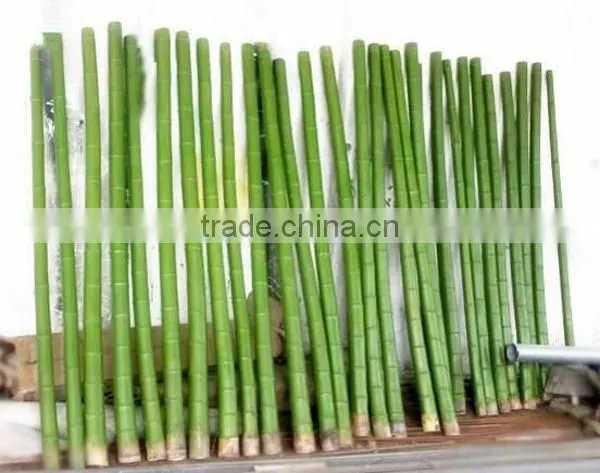 CHY030924 Guangzhou Shengjie Artificial Bamboo Plant Sticks With Bamboo Leaf photo-4