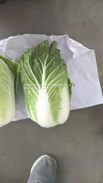 Chinese Cabbage photo-3