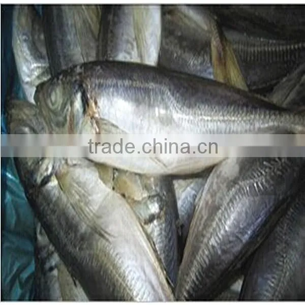 Frozen Horse Mackerel Whole Round (round Scad Fish) photo-2