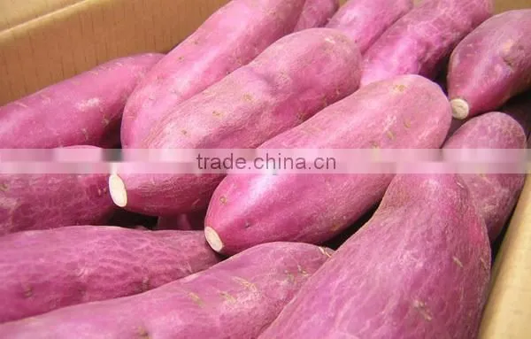 HIGH QUALITY JAPAN SWEET POTATO photo-2