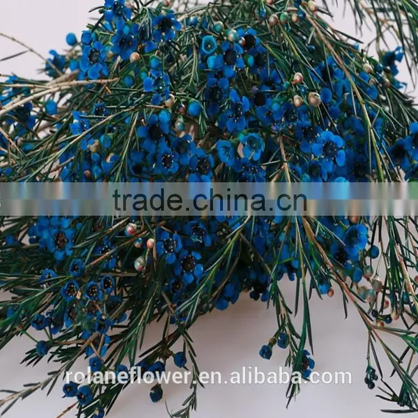 Valentine's Day Wholesale Fresh Cut Red Wintersweet Flower photo-5