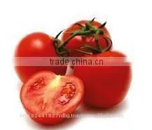 Fresh Ketchup Tomato Exporters in India photo-5