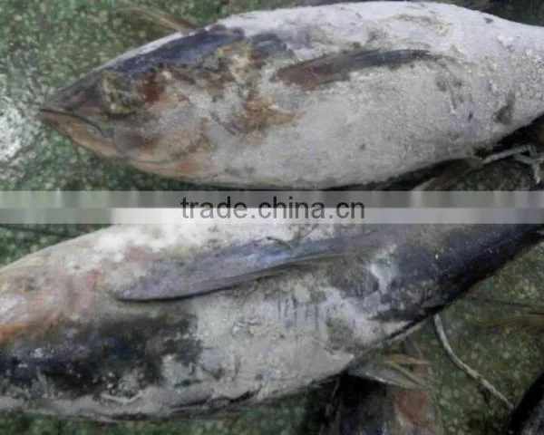 Supply New Whole Round Frozen Yellowfin Tuna 3-10kg up photo-2