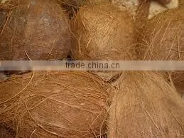 FRESH COCONUTS FROM INDIA photo-4
