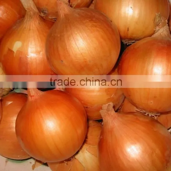 New Red Onion Yellow Onion Wholesale Price photo-2