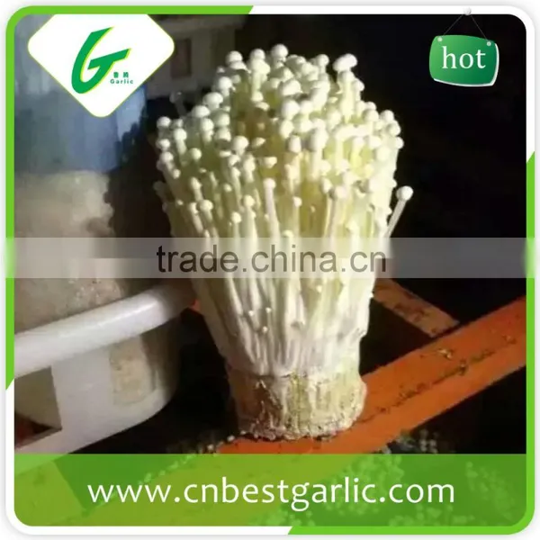 100% Natural Fresh Enoki Mushroom photo-6