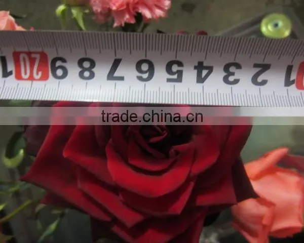 High Grade Fresh Cut Flower Wholesale Black Magic 002 Rose photo-5