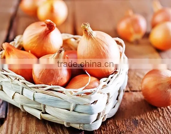 Vietnam Matcha Onion Allium Powder photo-4