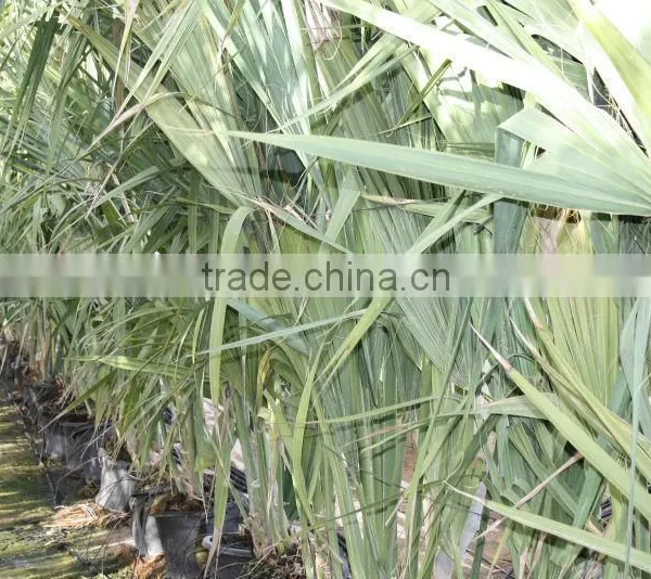 Sabal Causarium " Puerto Rican Hat Palm" 250/300 Plant Size photo-2