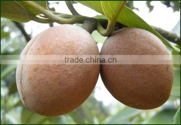 Nut Meg Dry Extract photo-3